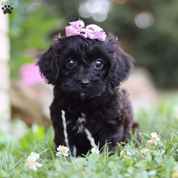 Opal, Cavapoo Puppy